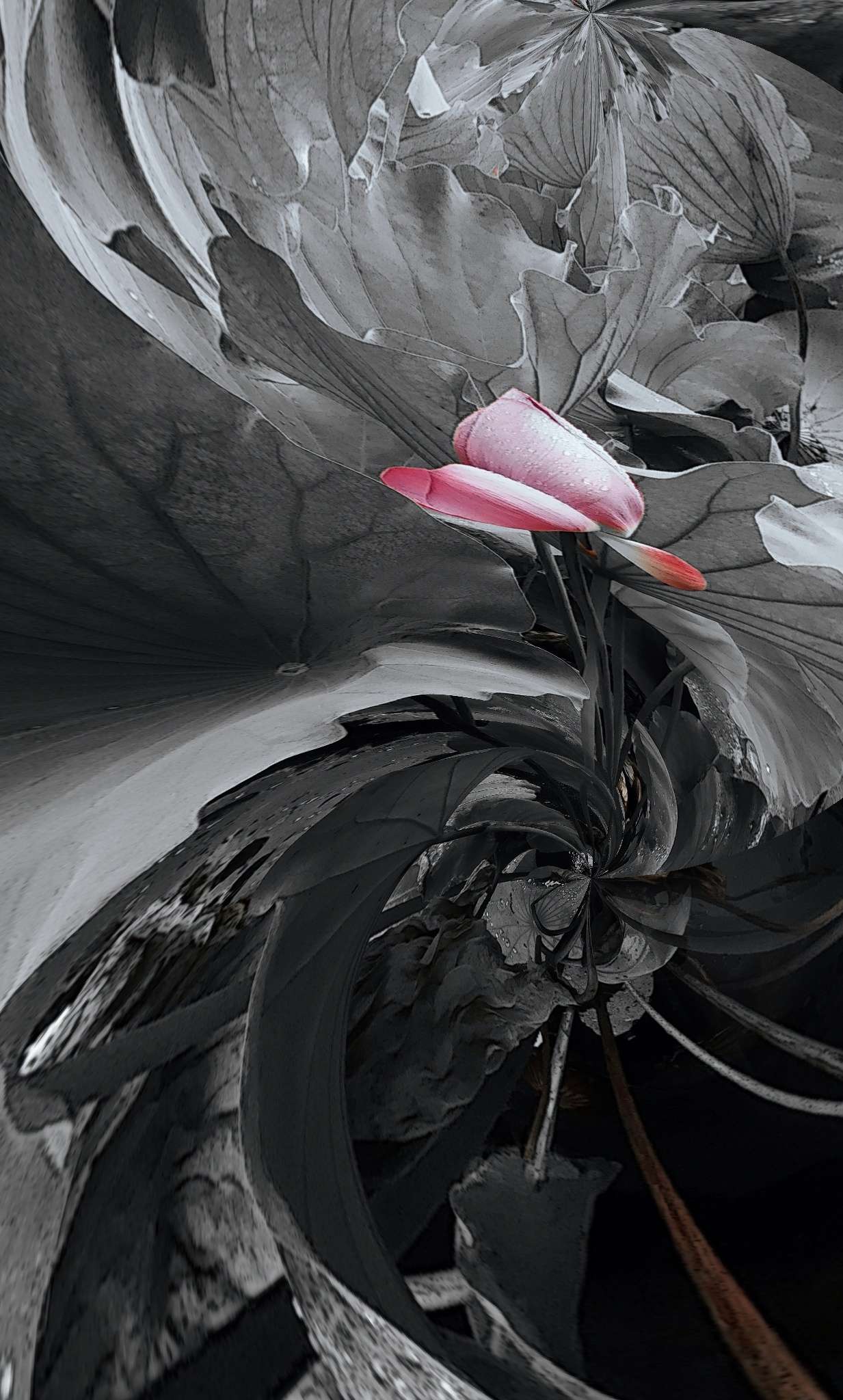 大风雄魂 莲华世界 &mdash;&mdash; 记刘伯骏老指墨荷花衰年变法（1）