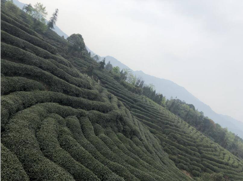 明前探香    峨眉舒情——​艺术家走进万亩有机茶园