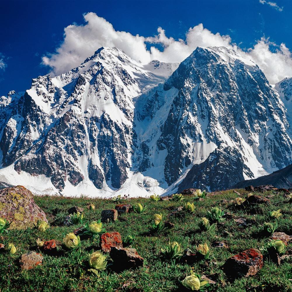 019 雪莲盛开  天山银装素裹的博格达峰旁，一朵朵色泽艳丽的雪莲花正在盛开。 李学亮摄.jpg